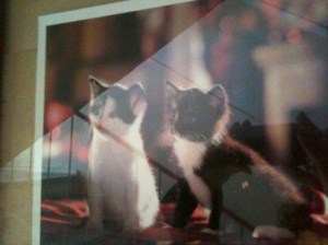 We have an awesome framed photo in our stairway !